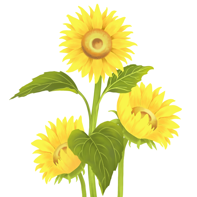 Sunflowers