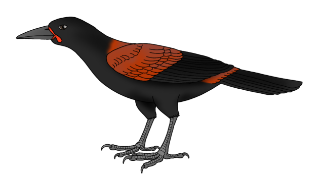 South Island Saddleback2