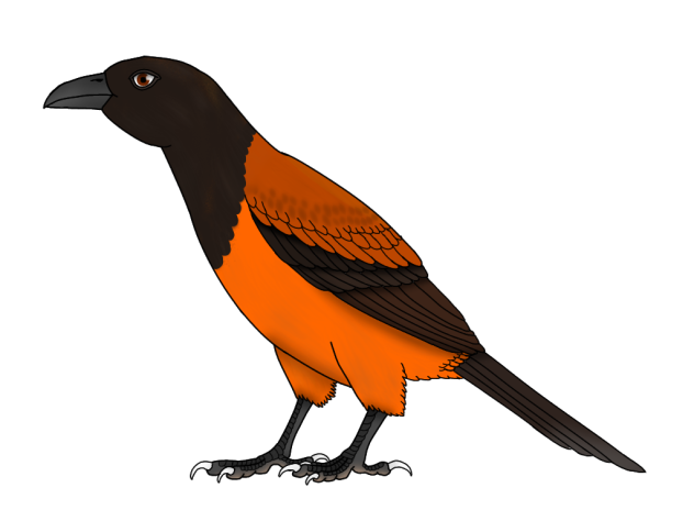 Northern Variable Pitohui render