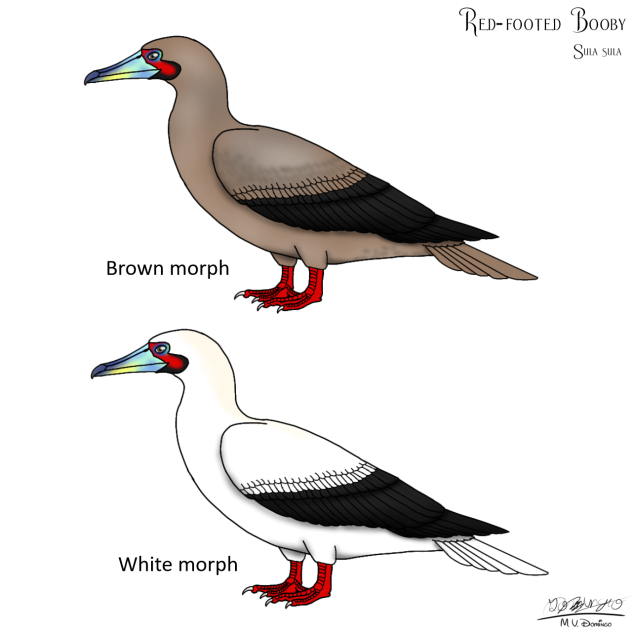Red-footed booby12.
