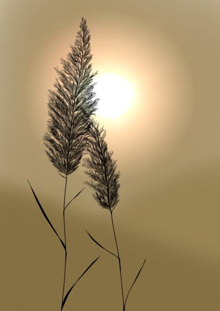 grass sunset