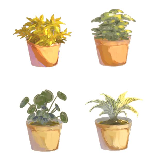 鉢植えの植物