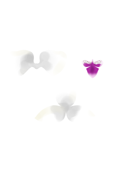 蘭のお花☆