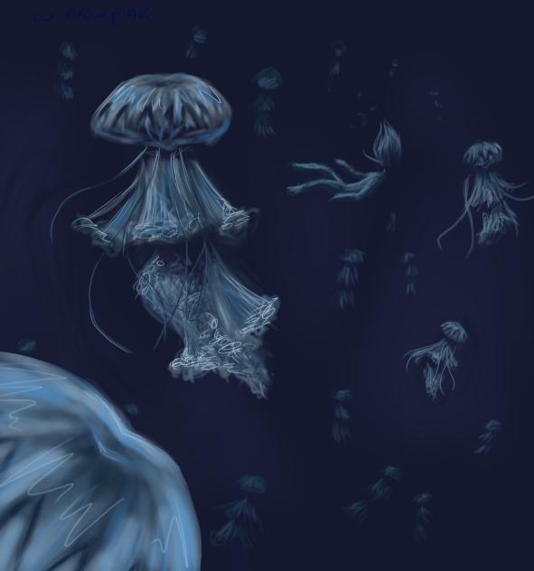 jellyfish