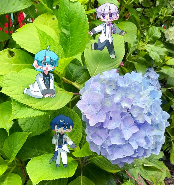 紫陽花