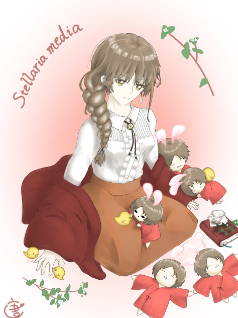 ハコベ-繁縷-　Stellaria media