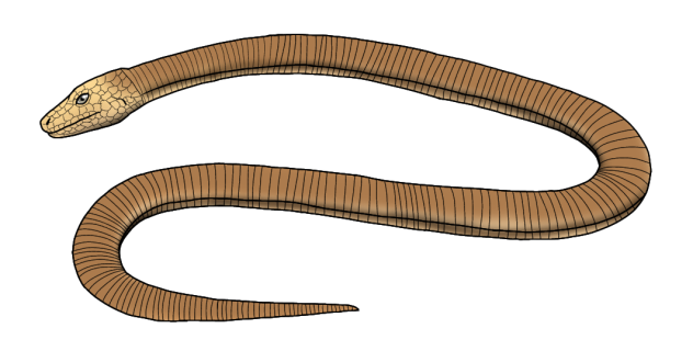 Sheltopusik - Желтопузик2