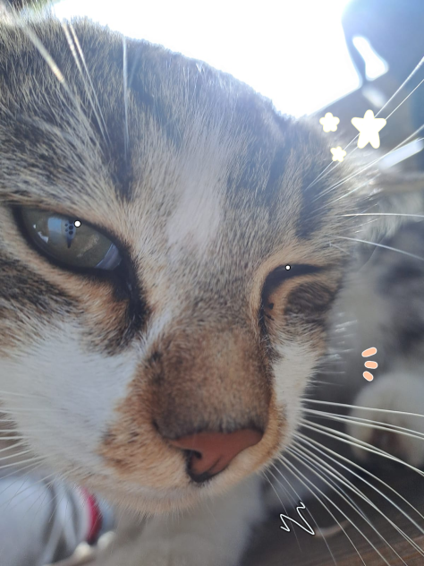 Cat!