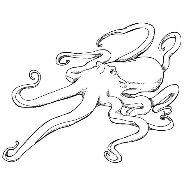 タコ