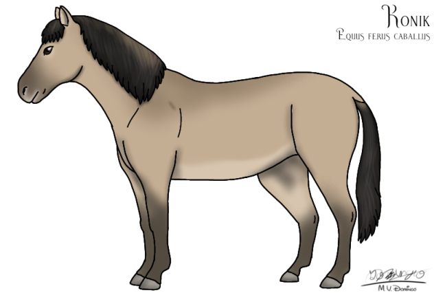 Konik