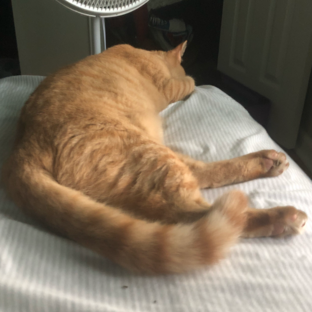 My cat 2