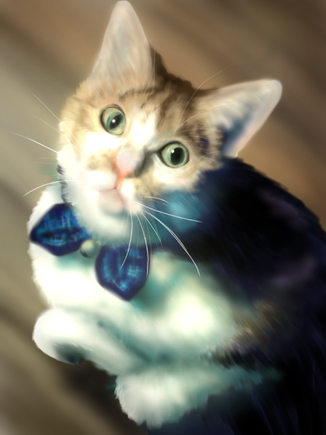 愛猫６
