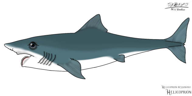 Helicoprion bessonowi