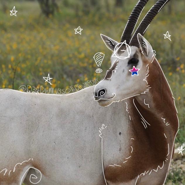 Scimitar-horned oryx therian