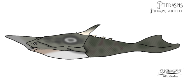 Pteraspis mitchelli