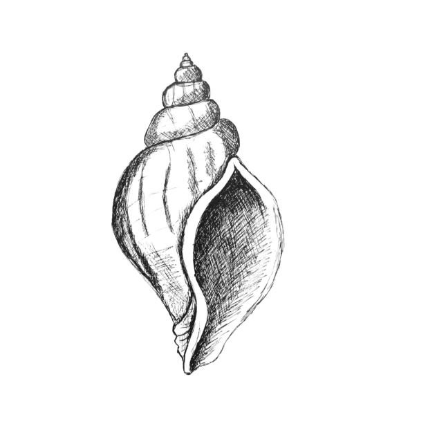 shell