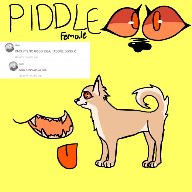 This is Piddle the Chihuahua!