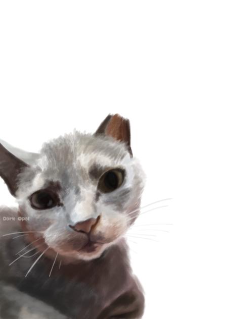 My cat!🖤