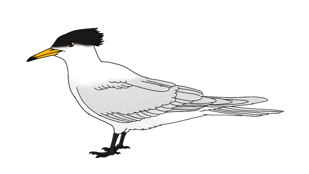 Chinese Crested Tern render