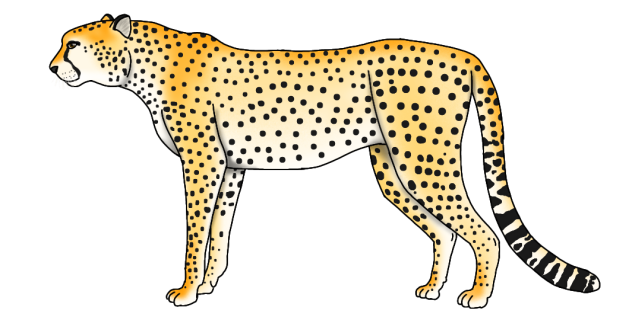 Cheetah render