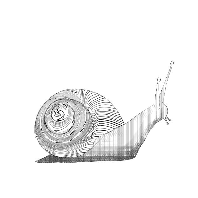 Snail