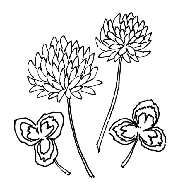 クローバー(白詰草)