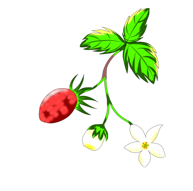 苺の花