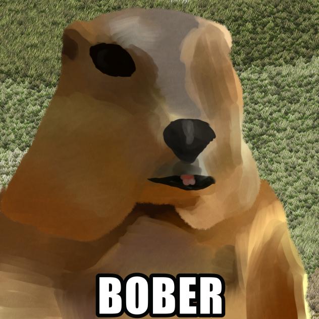 BOBER 🦫 🇵🇱