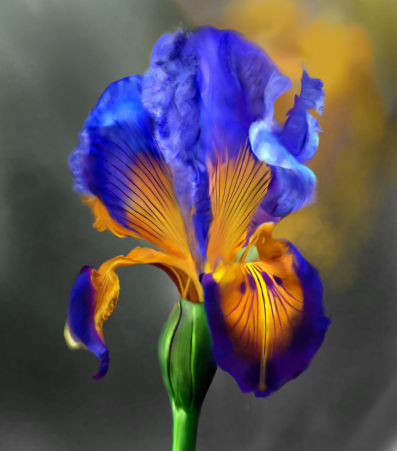 Iris - ibisPaint