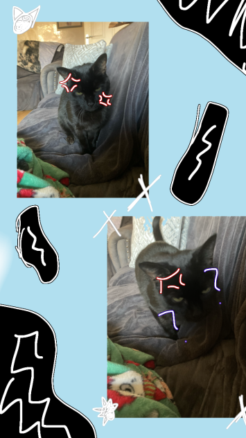 Sherlock -meh cat-