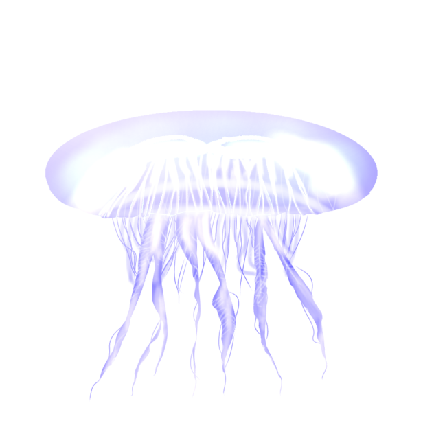 クラゲ
