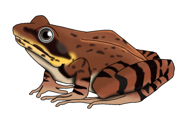 Moor Frog render