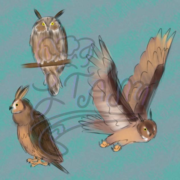 Long eared owl