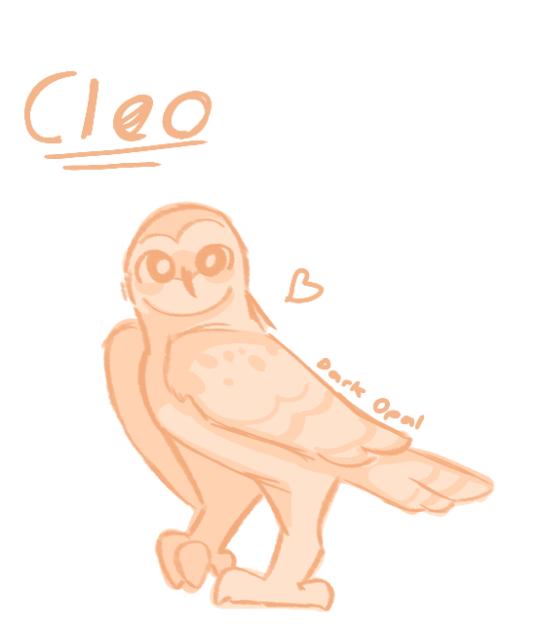 owl
