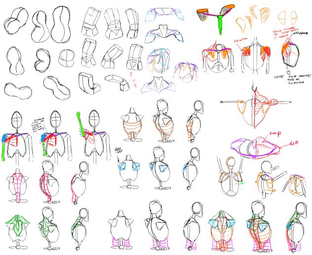 More in-depth torso studies - ibisPaint